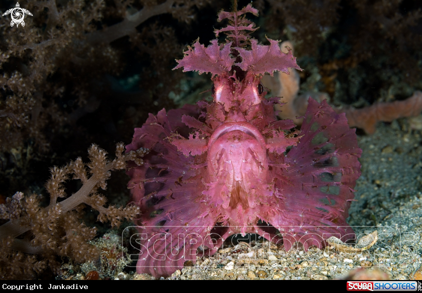 A popeyed scorpionfish