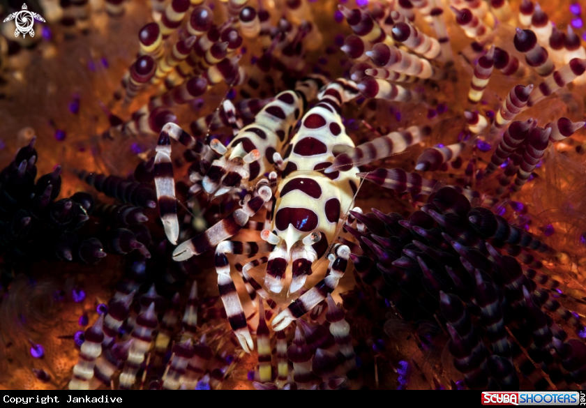 A Coleman Shrimp 