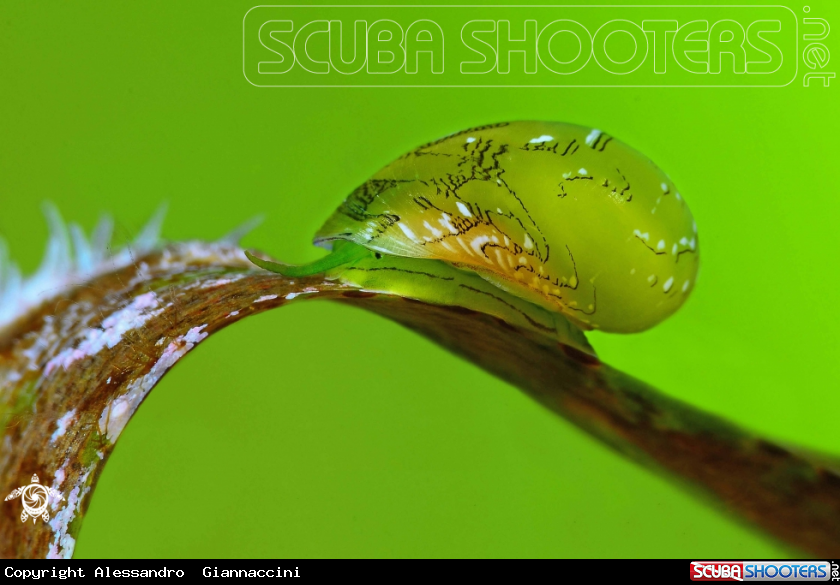 A smaragdia viridis