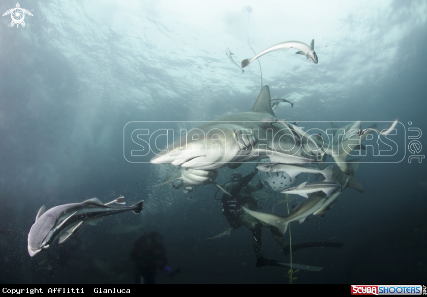 A shark