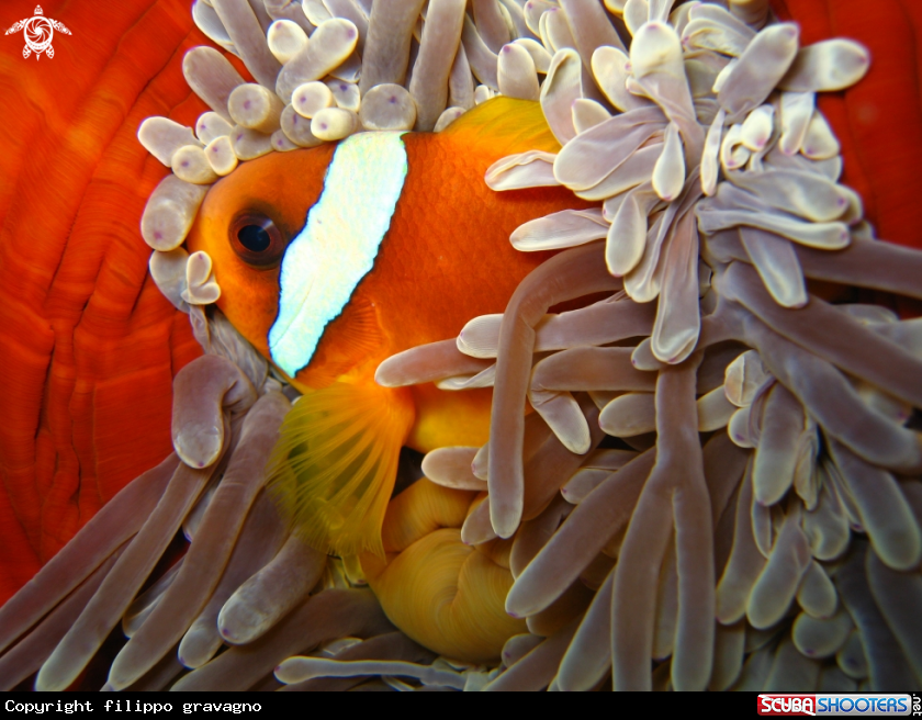 A clownfish