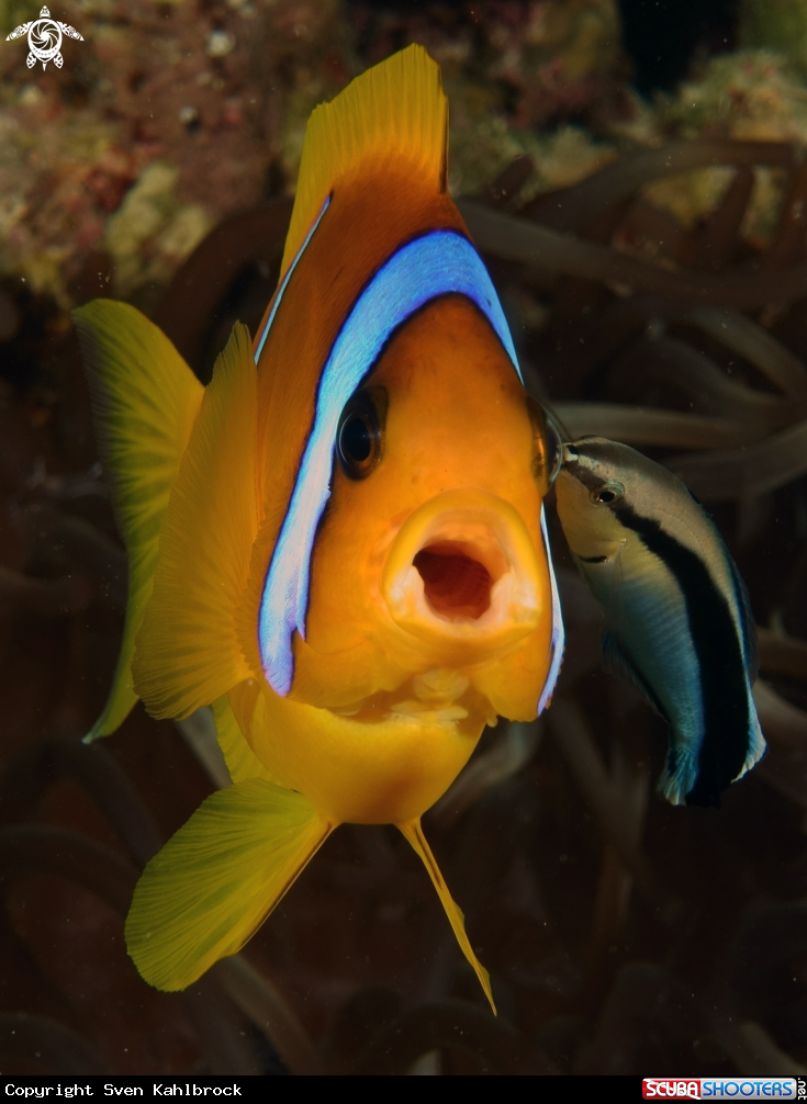 A Amphibrion bicinctus & Labroides dimidiatus