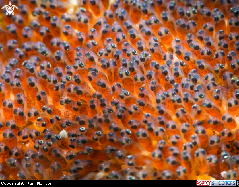 A Clown Fish