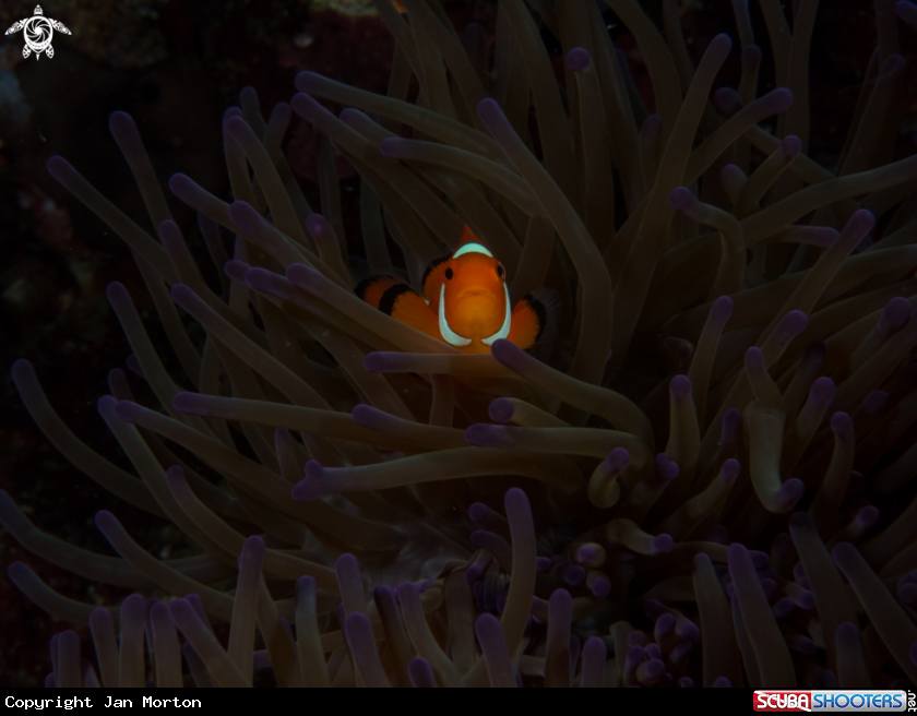 A Clown Fish
