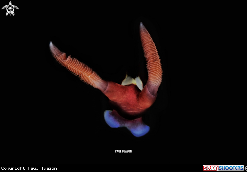 A Nembrotha chamberlaini