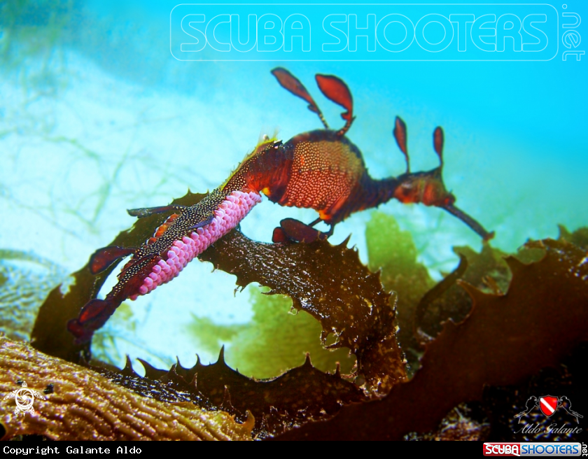 A Weedy Seadragon