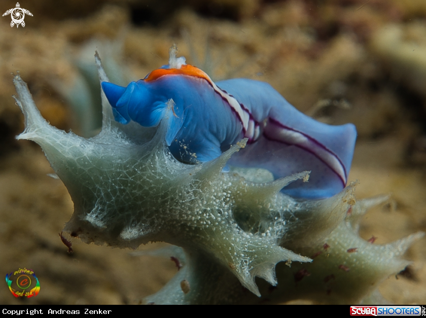 A Racing stripe flatworm