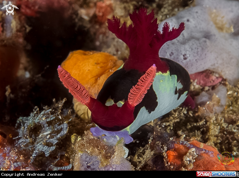 A Chamberlain's nembrotha