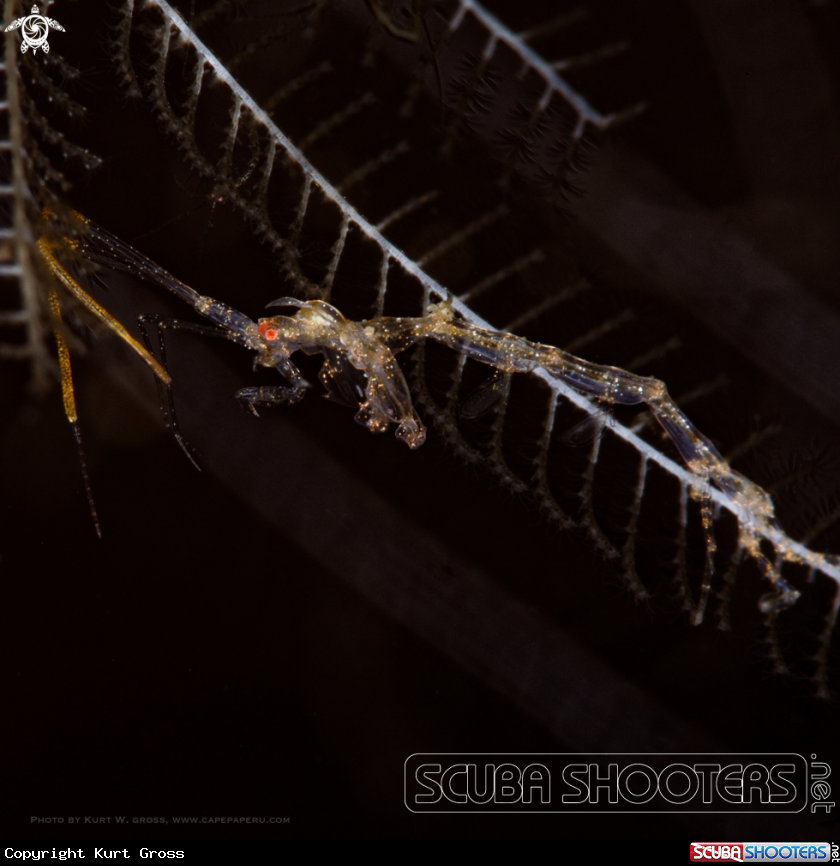 A Skeleton shrimp