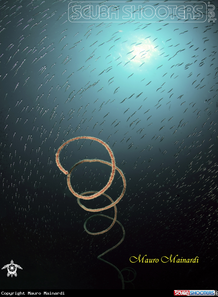 A Whipcoral and fish