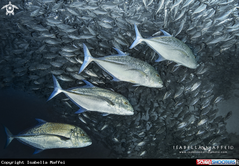 A school of jackfish