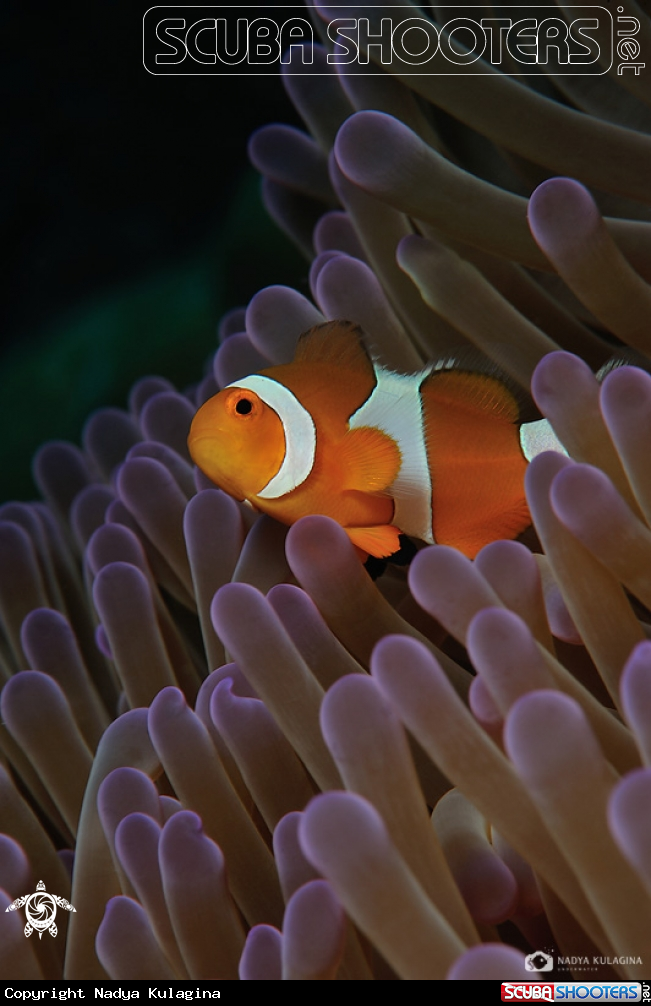 A Clown fish