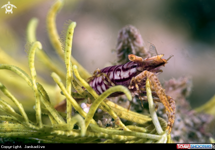 A Crinoid shrimp