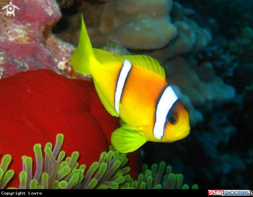 A Nemo