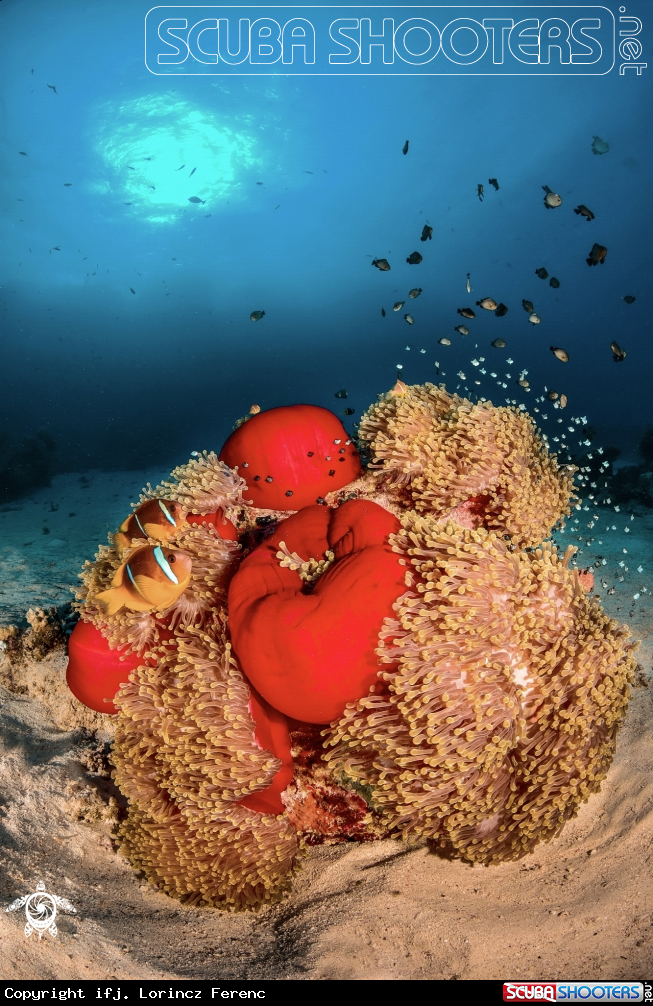 A Clown Fish in the Anemona