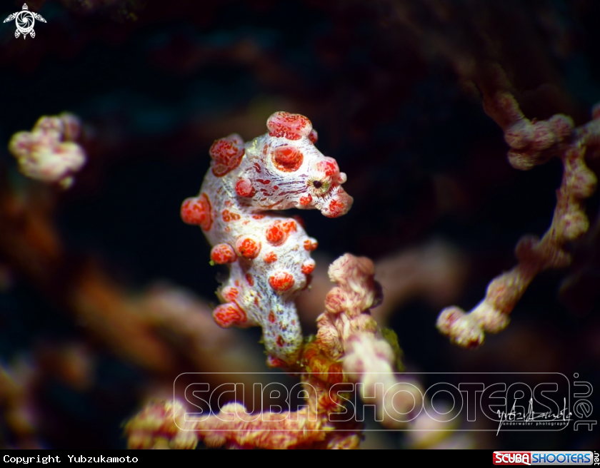 A pygmy seahorse