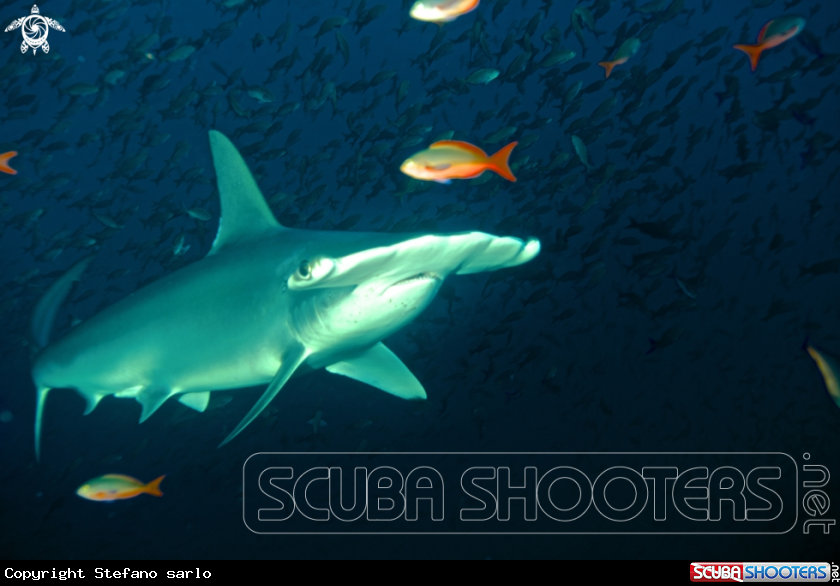 A Hammerhead shark
