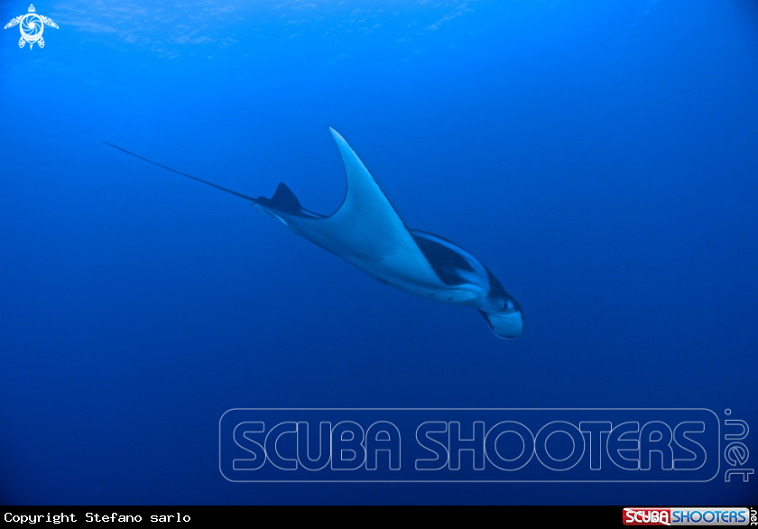 A Manta Ray