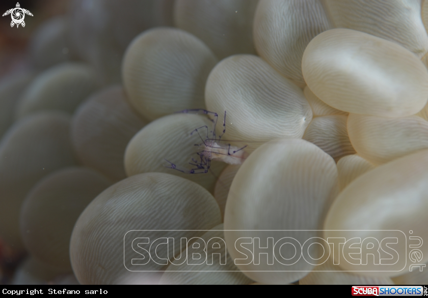 A Bubble Shrimp