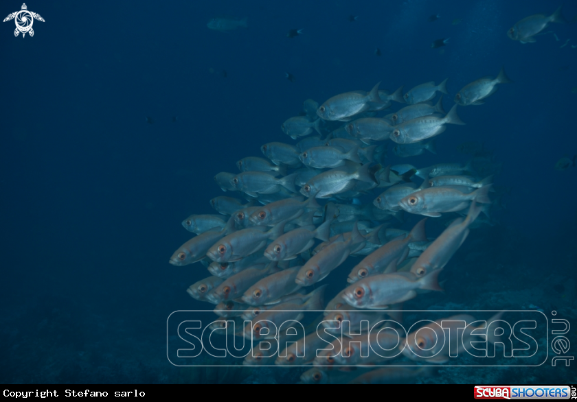 A Demself fish