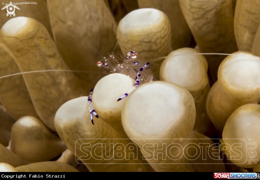 A Gamberetto degli anemoni