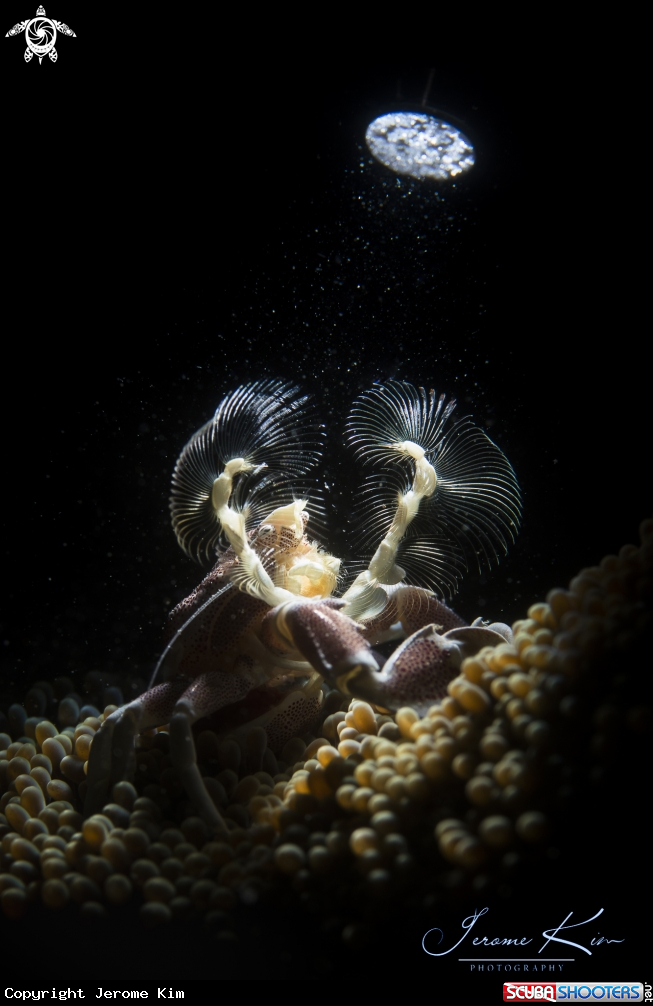 A Porcelain Crab