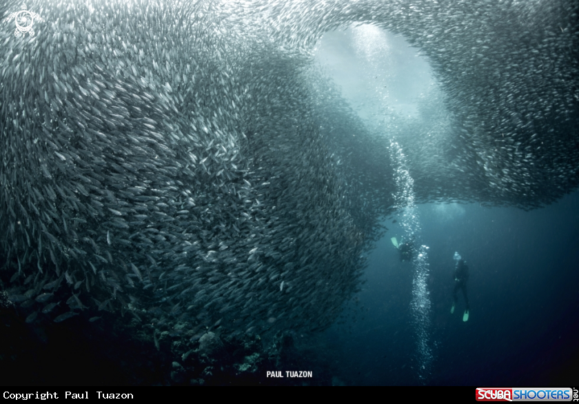 A Sardines