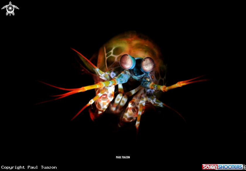 A Mantis Shrimp