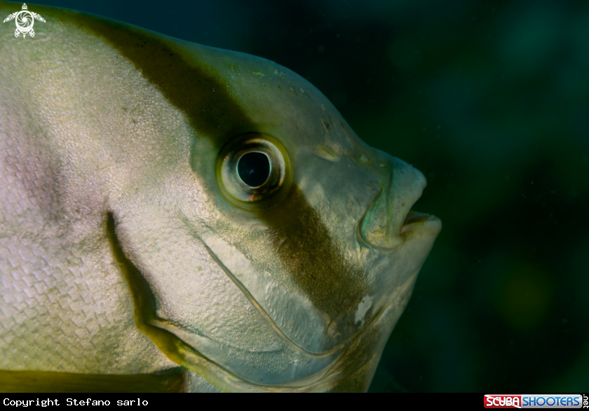 A Bat fish