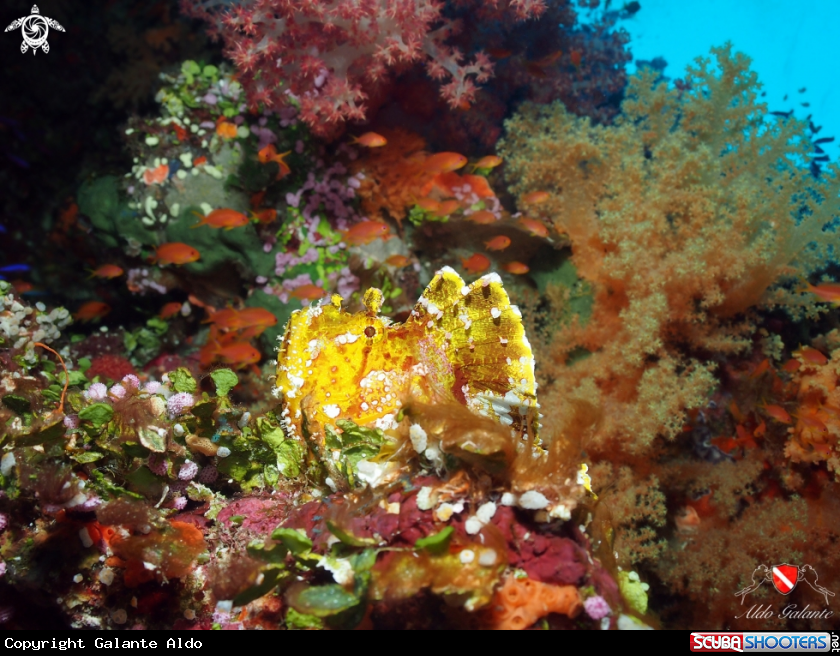A Leaf Scorpionfish