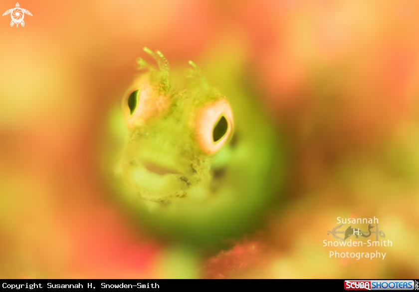 A Fluorescing Golden Roughhead Blenny