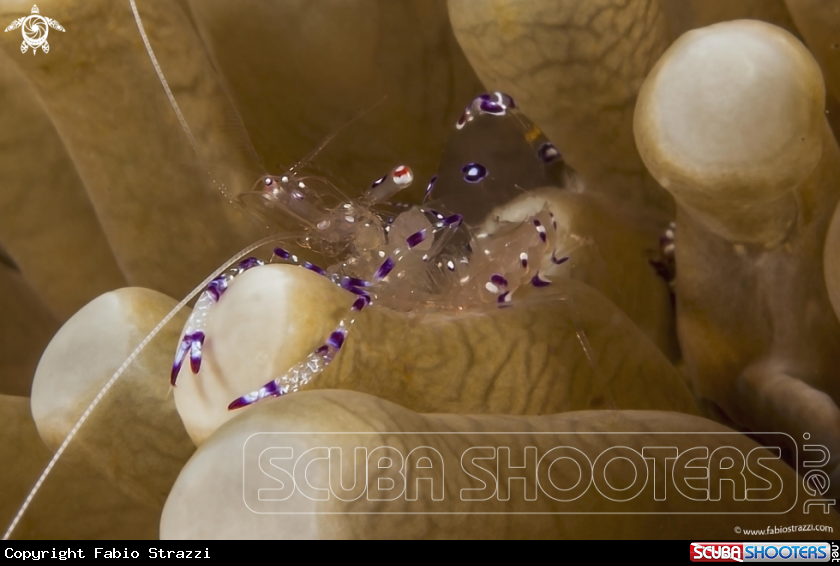A Gamberetto degli anemoni