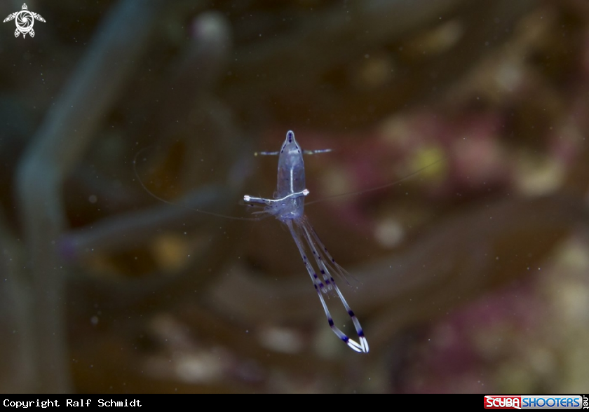 A shrimp