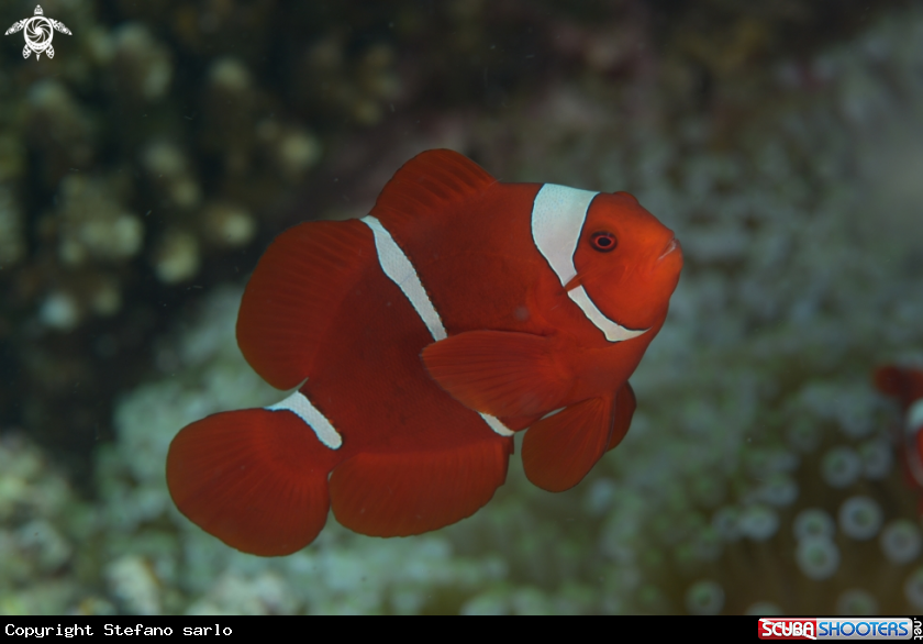 A Anemon Fish