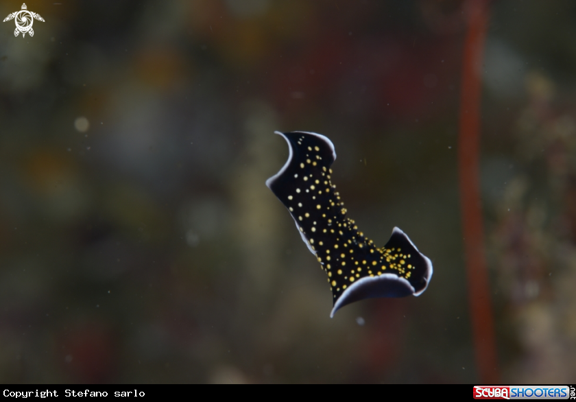 A Nudi branch