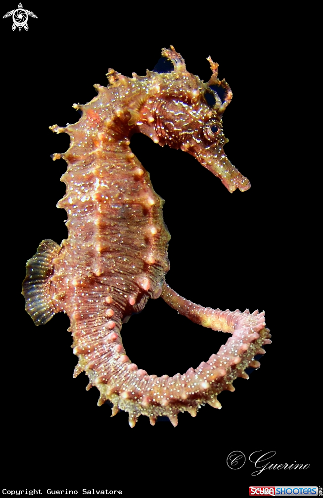 A Hippocampus