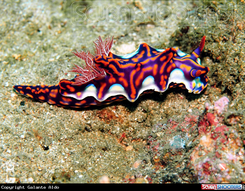 A Nudibranch