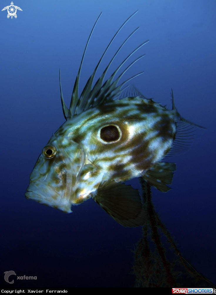 A underwater creature