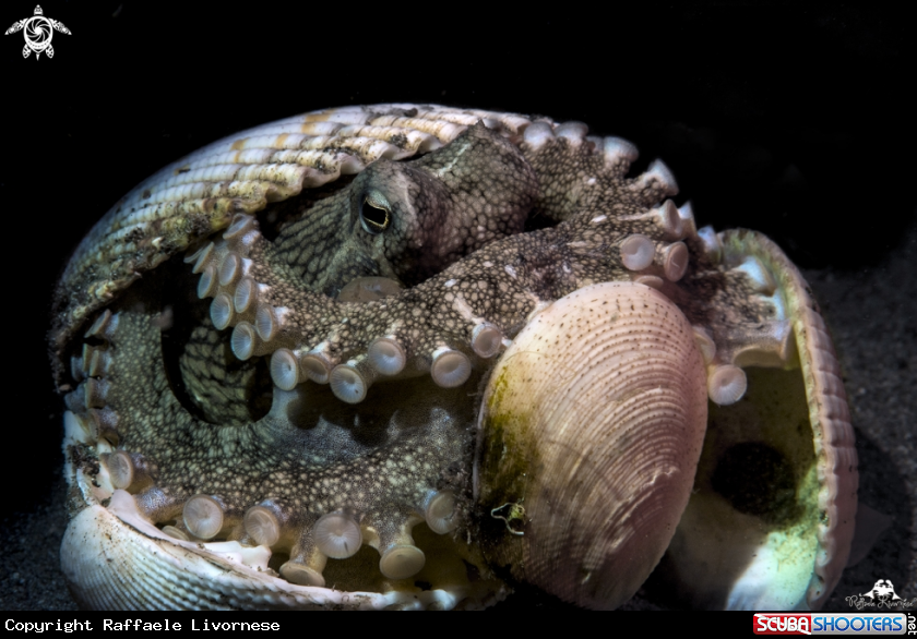 A Coconut octopus