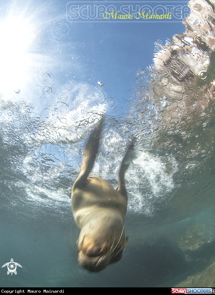 A Sealion