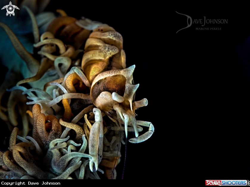 A Whip coral shrimp