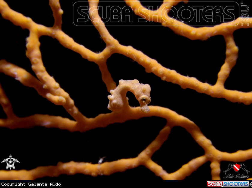 A Denise's Pygmy Seahorse