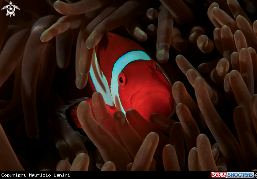 A Clown fish