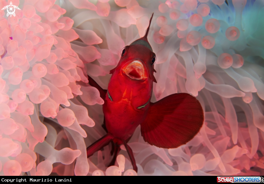 A Clown fish