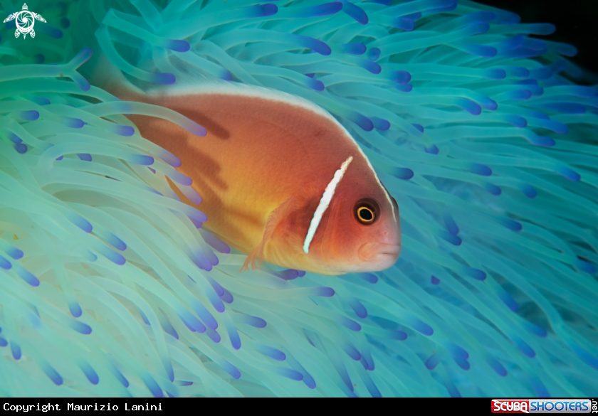 A Clown fish