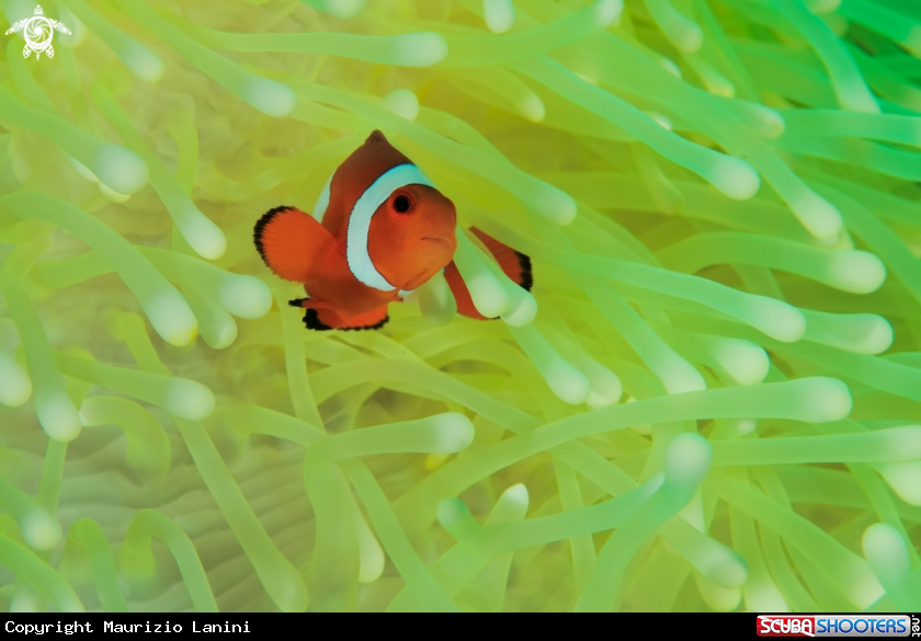 A Clown fish