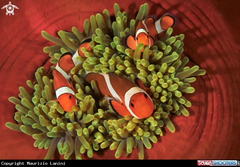A Clown fish