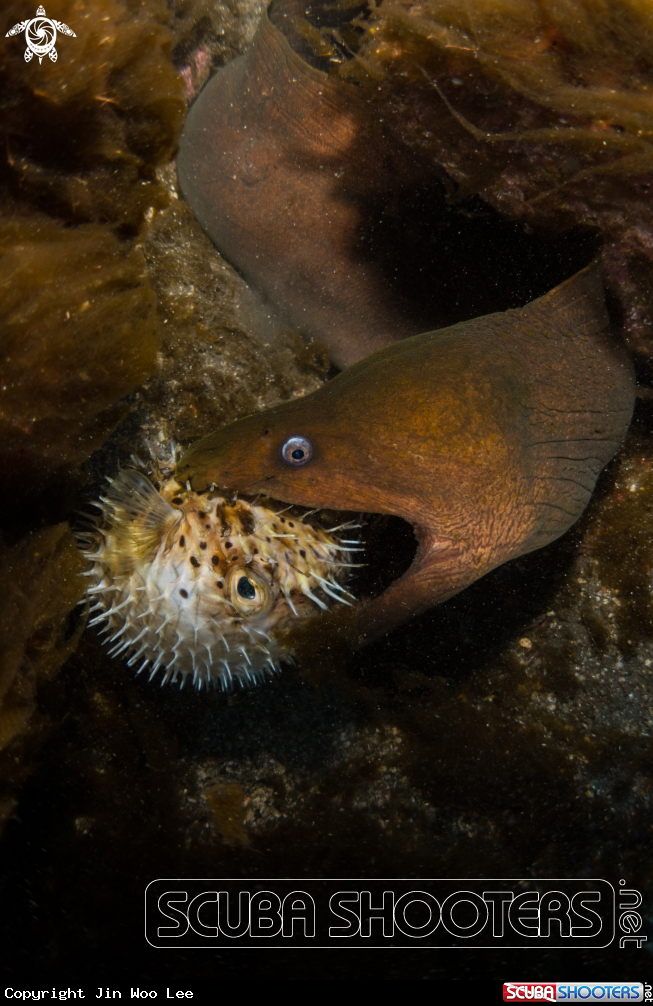 A Panamic Green Moray Eel