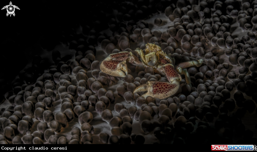 A porcelain crab