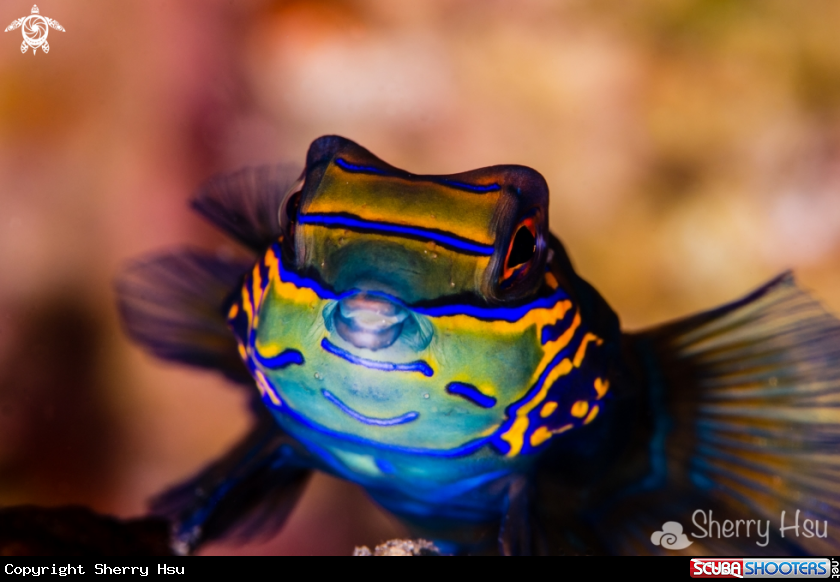 A Mandarine Fish